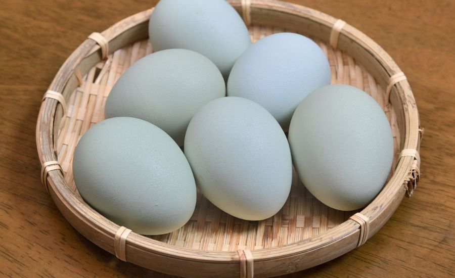 A Brief History and Root of Treasure Blue Eggs 12524