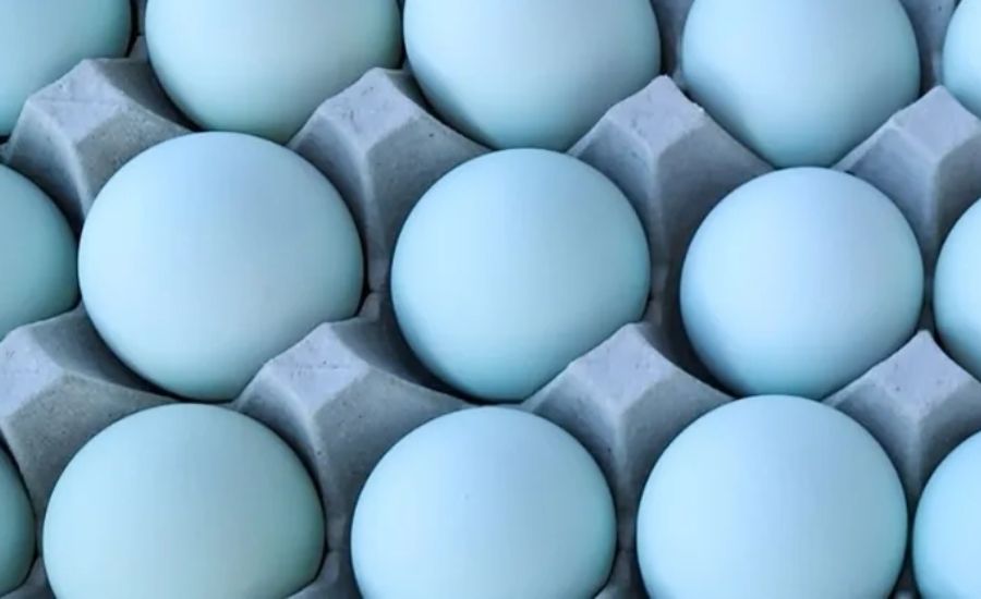 How to Source and Buy Legacy Blue Eggs 12524